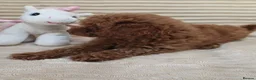 Toy Poodle dogs for sale:  Red Toy Poodle Puppies – Asian Teddy Bear Type in Motherwell - Advert 25