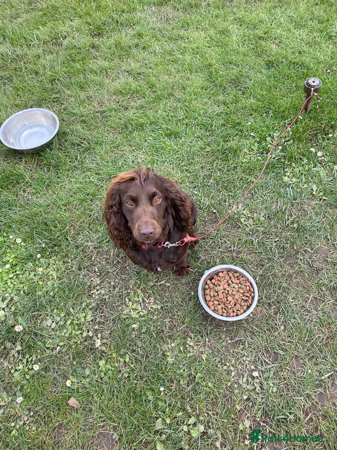 Cocker Spaniel dogs for sale: Two beautiful chocolate cocker spaniels for sale - Advert 8