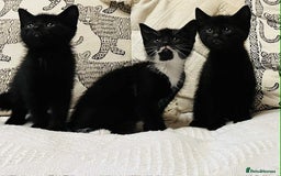Mixed Breed cats for sale: Kittens  - Image 6