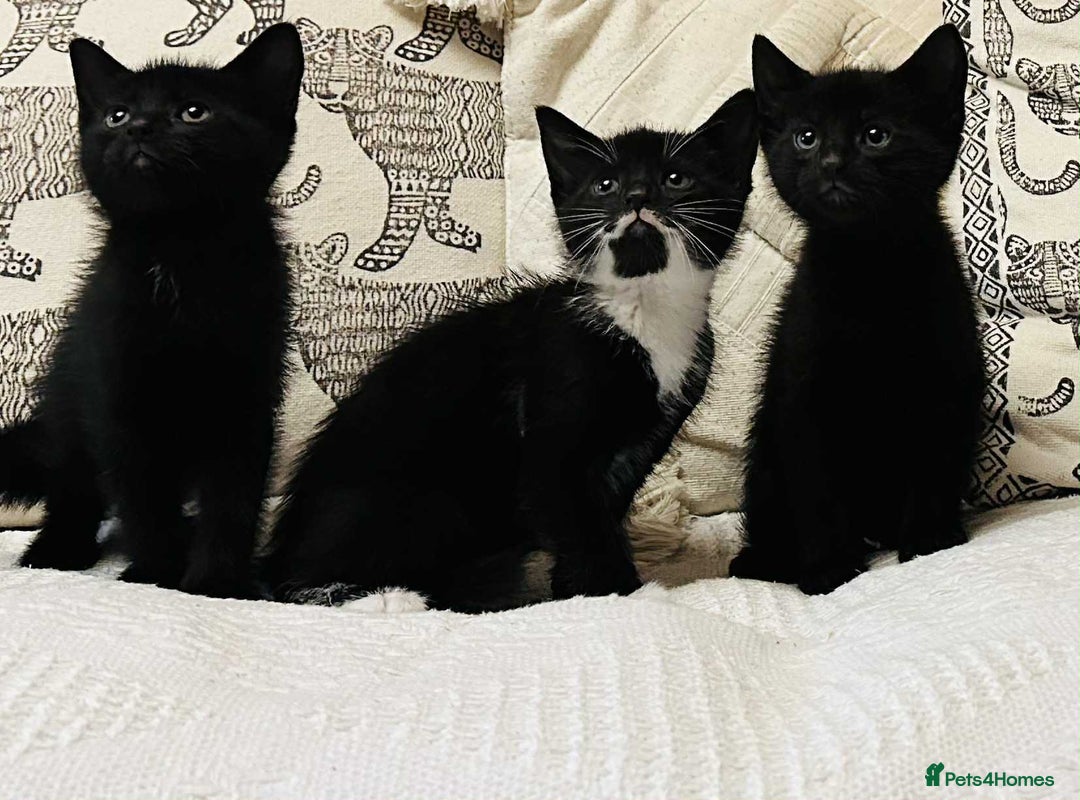Mixed Breed cats for sale: Kittens  - Image 6
