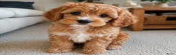 Cavapoo dogs for sale: Cavapoo - Advert 1
