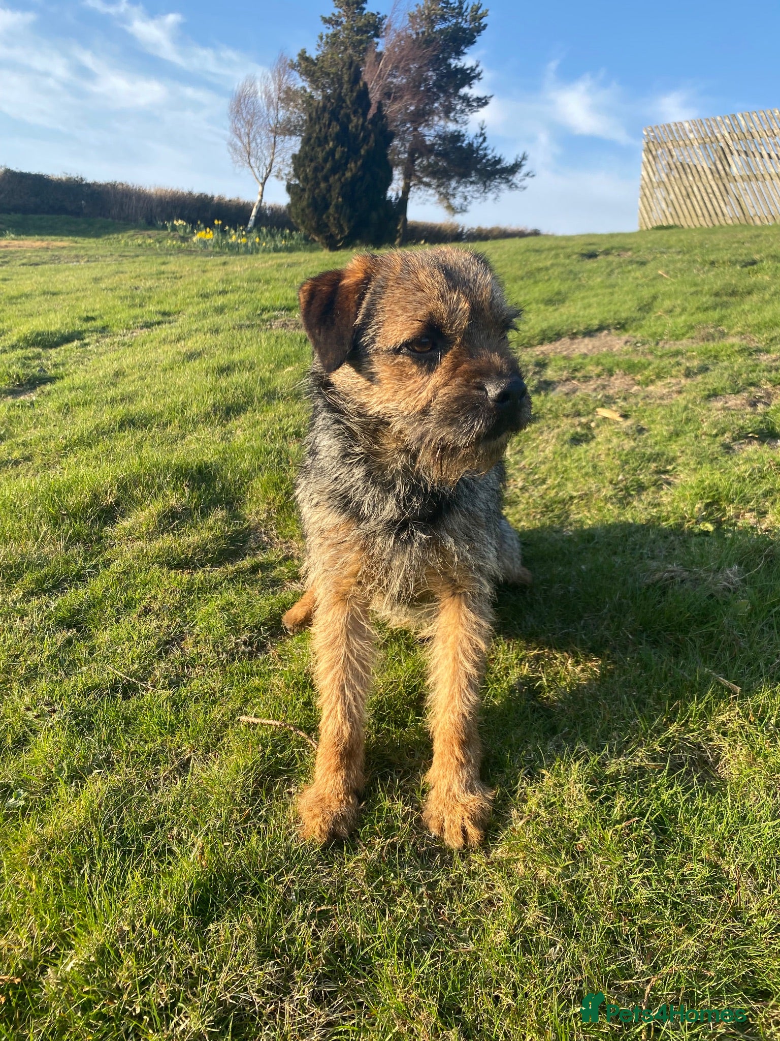 Border Terrier dogs Benji - Proven Border Terrier for stud - Advert 14
