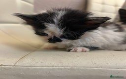 Mixed Breed cats for sale: Kittens available  - Image 3