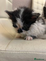 Mixed Breed cats - Advert 13