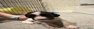 English Springer Spaniel 9