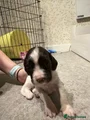 English Springer Spaniel 9