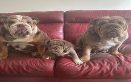 English Bulldog dogs for sale: English bulldogs - Image 8