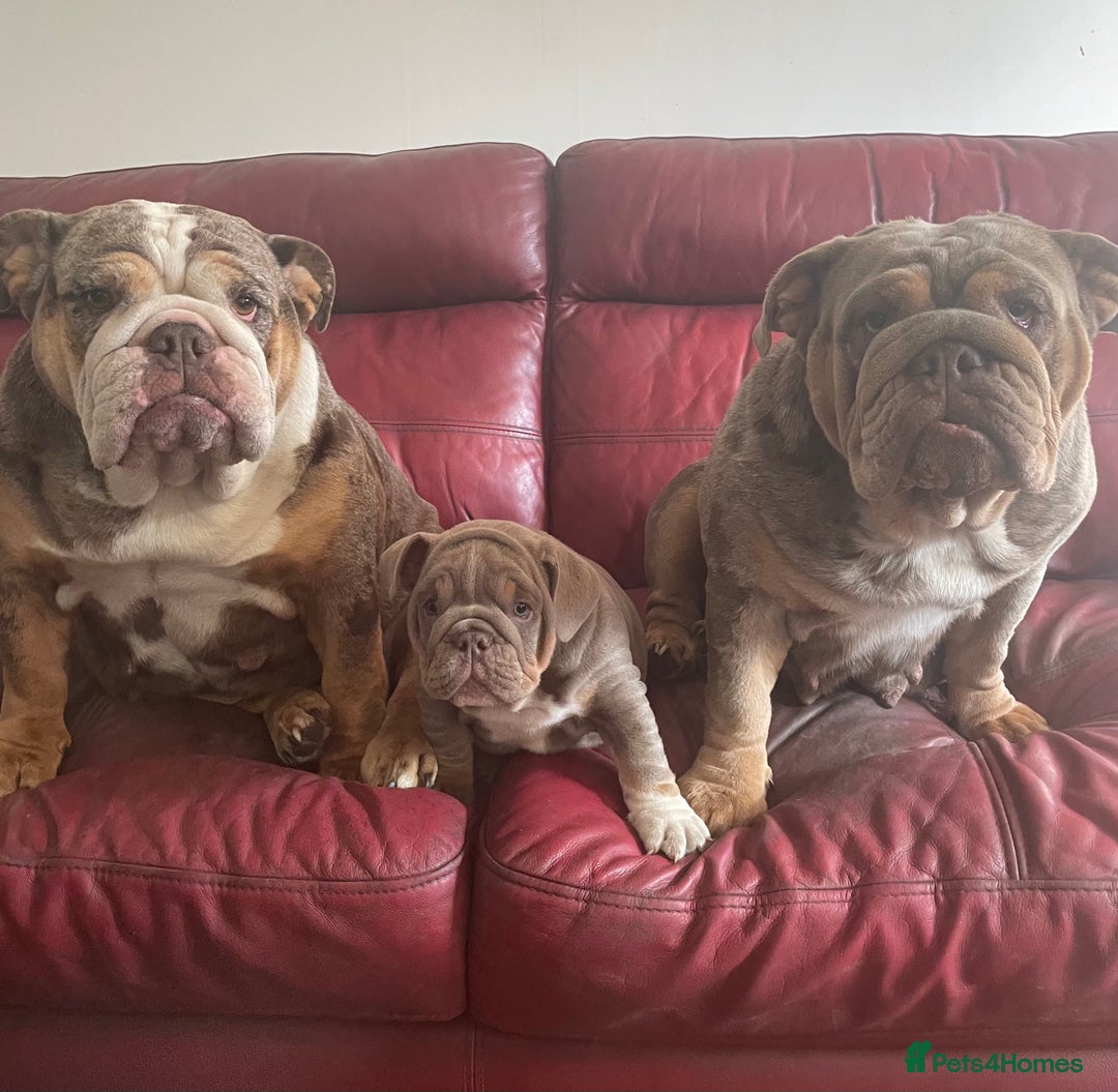 English Bulldog dogs for sale: English bulldogs - Image 8