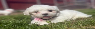 Maltese Puppy 1