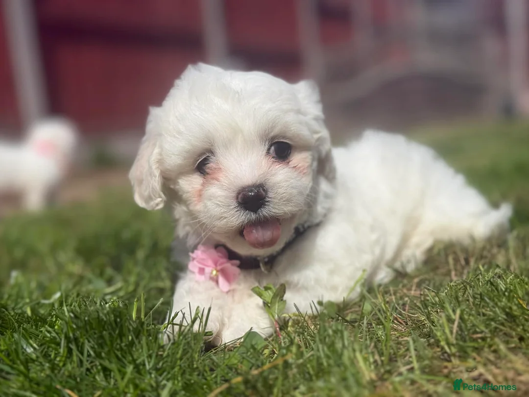 Maltese dogs for sale: Maltese puppies ready now - Advert 2