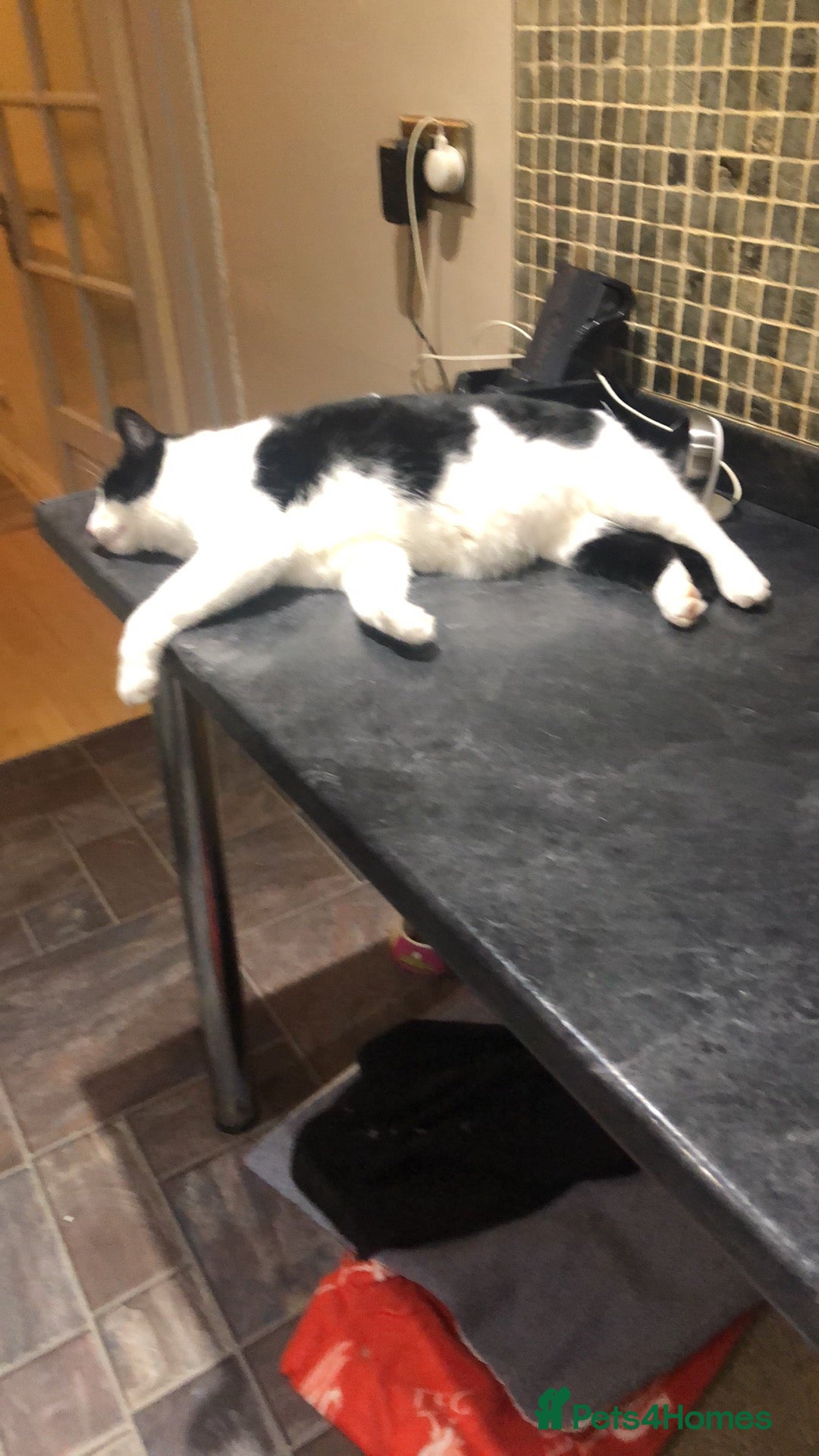 British Shorthair cats for sale: Roxxy - yes I have to xx’s named after Jamie XX  - Image 10