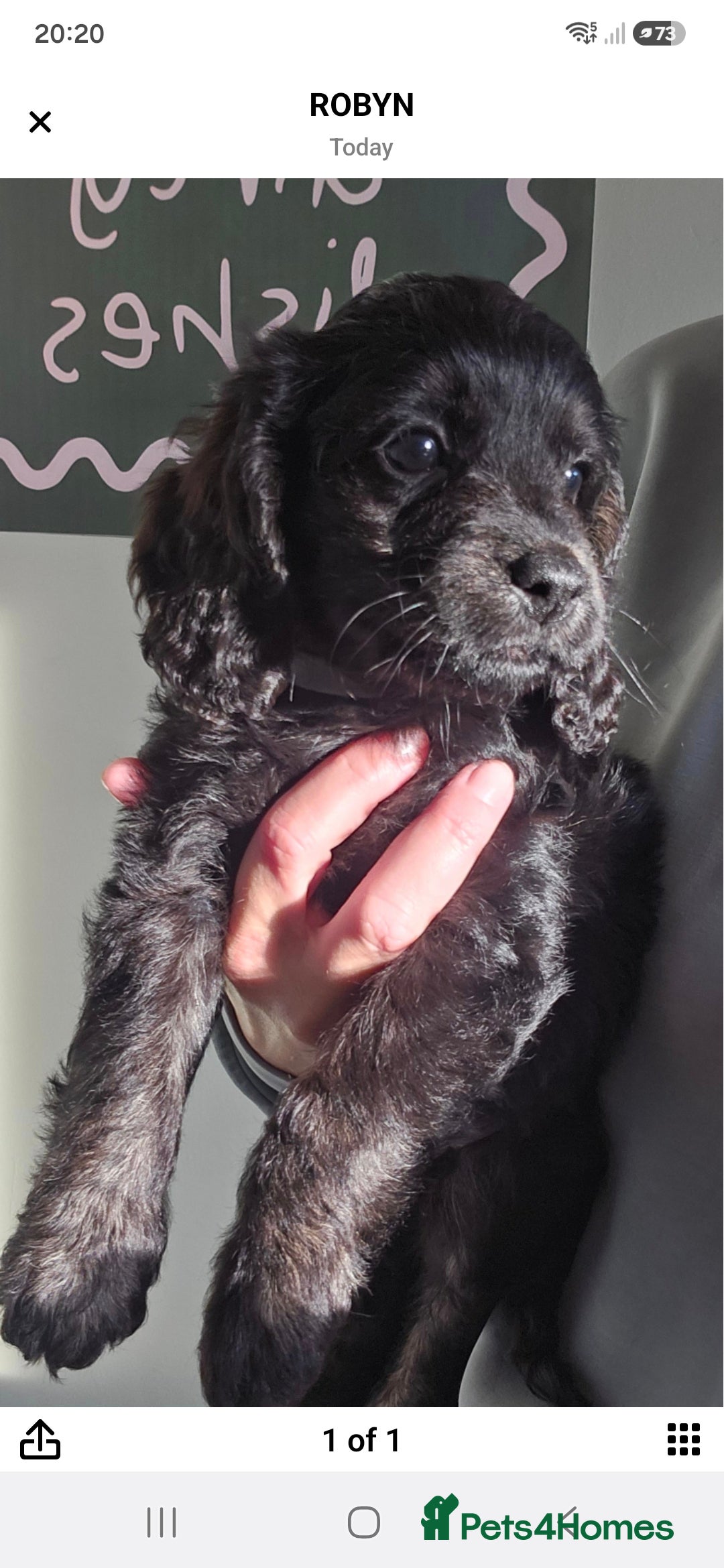 Cockapoo dogs Beautiful Litter of Stunning Cockerpoo Puppies - Advert 2