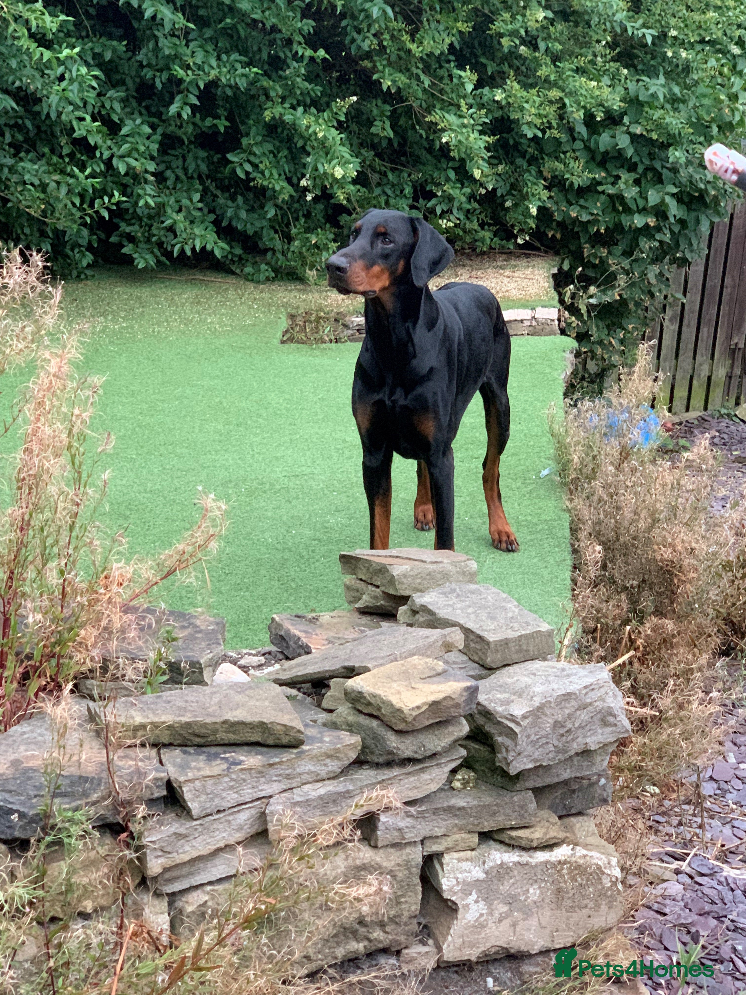 Dobermann dogs Stunning Top Quality Pedigree Dobermann in Huddersfield - Advert 4