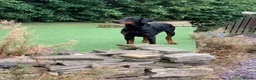 Dobermann dogs for stud: Stunning Top Quality Pedigree Dobermann in Huddersfield - Advert 1