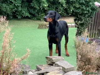 Dobermann dogs Stunning Top Quality Pedigree Dobermann - Advert 1