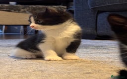 Mixed Breed cats for sale: 4 adorable kittens looking for a new home - Image 7