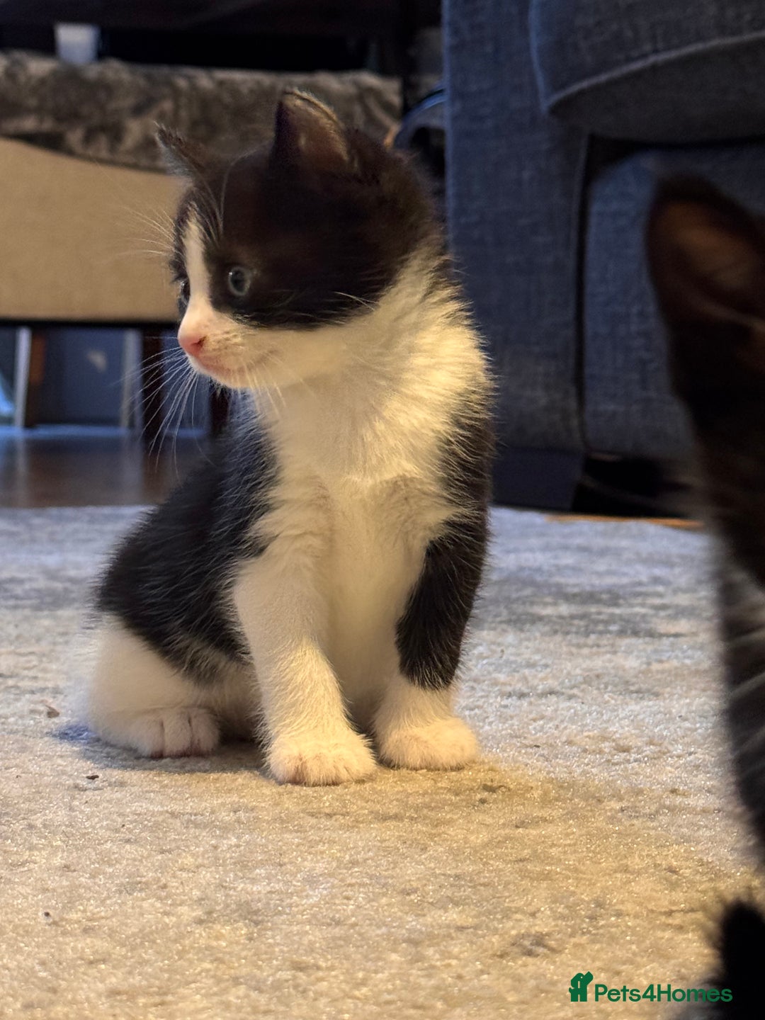 Mixed Breed cats for sale: 4 adorable kittens looking for a new home - Image 7