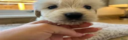 Golden Retriever dogs for sale: Our beautiful golden retriever pups - Advert 11
