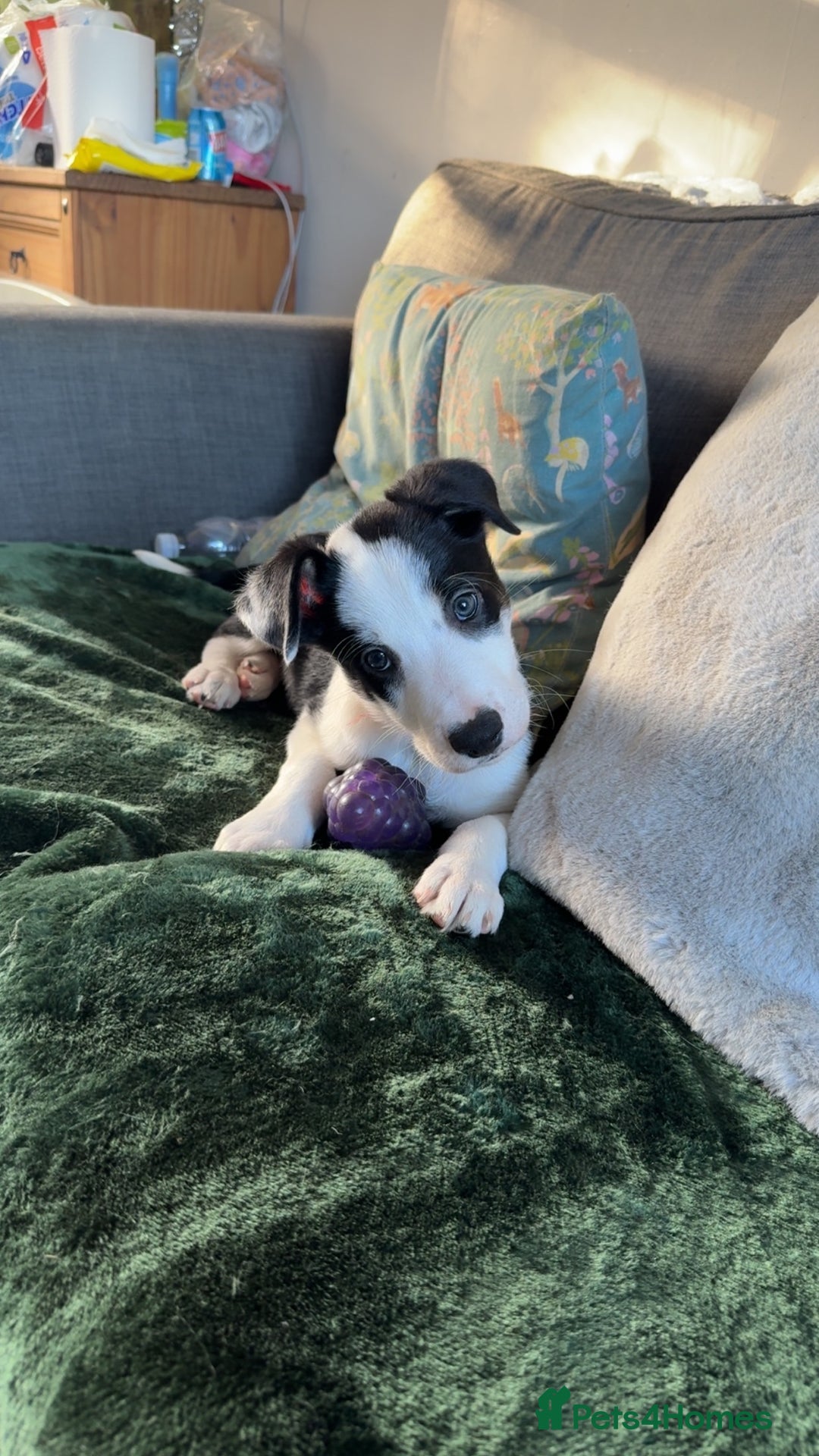 Border Collie dogs for sale: One border collie pup  - Advert 2