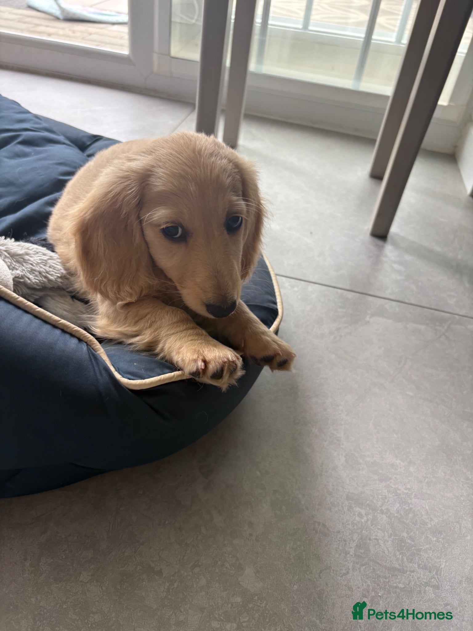 Miniature Dachshund dogs Cream Boy Long haired miniature dachshund - Advert 2