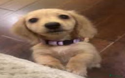 Miniature Dachshund dogs for sale: KC Cream long haired miniature dachshund puppies - Image 9