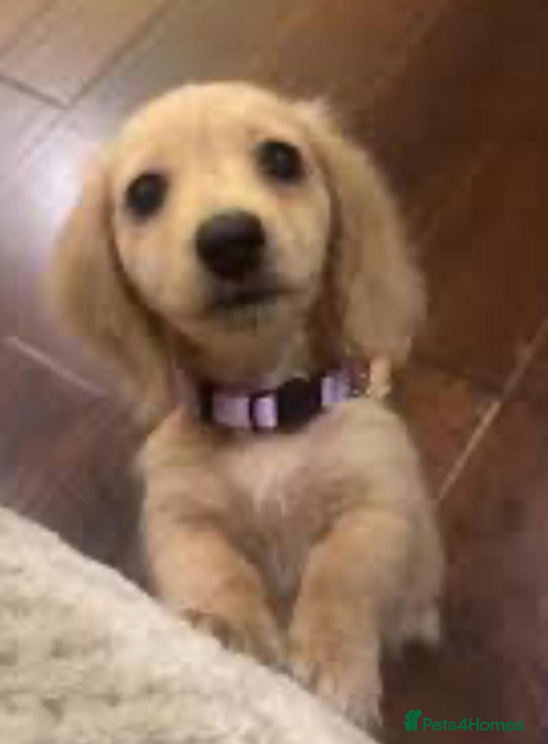 Miniature Dachshund dogs for sale: KC Cream long haired miniature dachshund puppies - Image 9