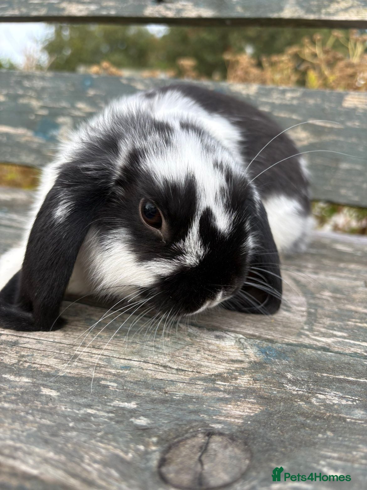 Mini Lop rabbits MINI LOPS READY NOW - Advert 8