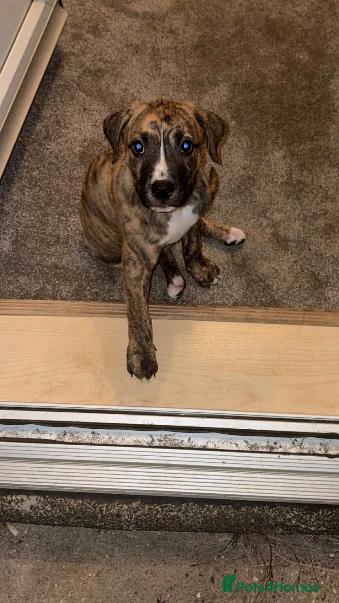 Mixed Breed dogs for sale: 8 month old staff x boxer - Advert 6