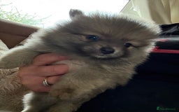 Pomeranian dogs for sale: STUNNING mini Pomeranians  - Image 4