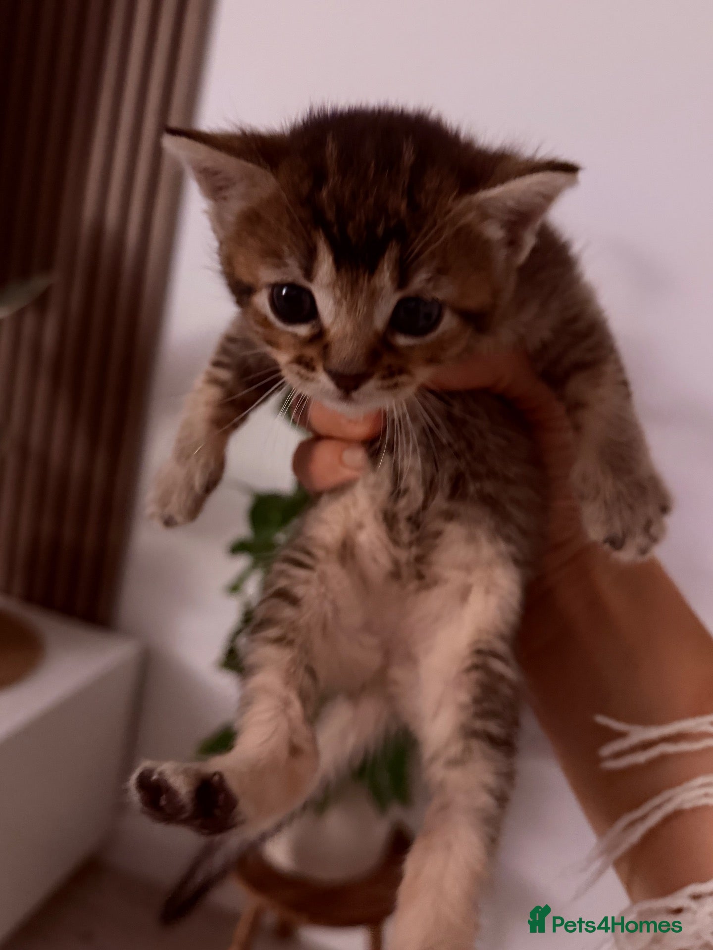 Abyssinian cats 🐾 Beautiful Abyssinian Cross Kitten - Female 🐾 - Advert 9