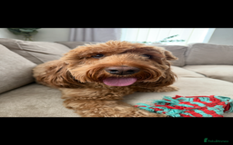 Cockapoo dogs for sale: Cockapoo - Image 6