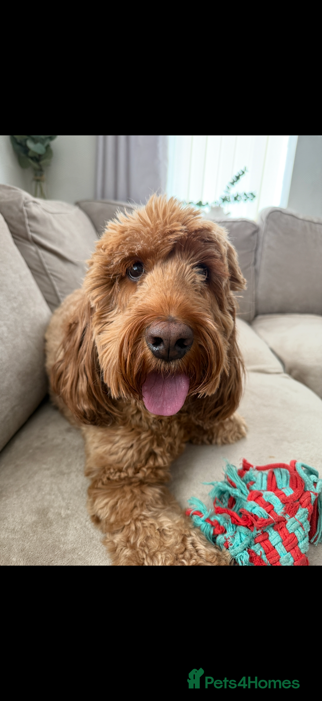 Cockapoo dogs for sale: Cockapoo - Image 6