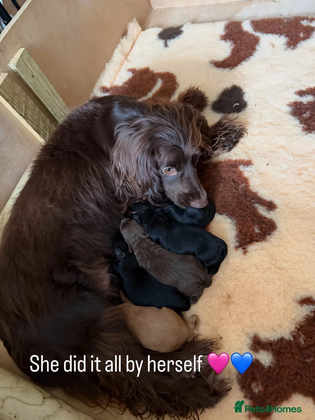 Cocker Spaniel dogs for sale: Cocker Spaniel  in Cupar - Advert 3