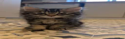Mixed Breed cats for sale: Beautiful boy - Advert 2
