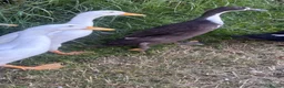 Ducks poultry for sale: Free Drakes looking for new postcode - Advert 3
