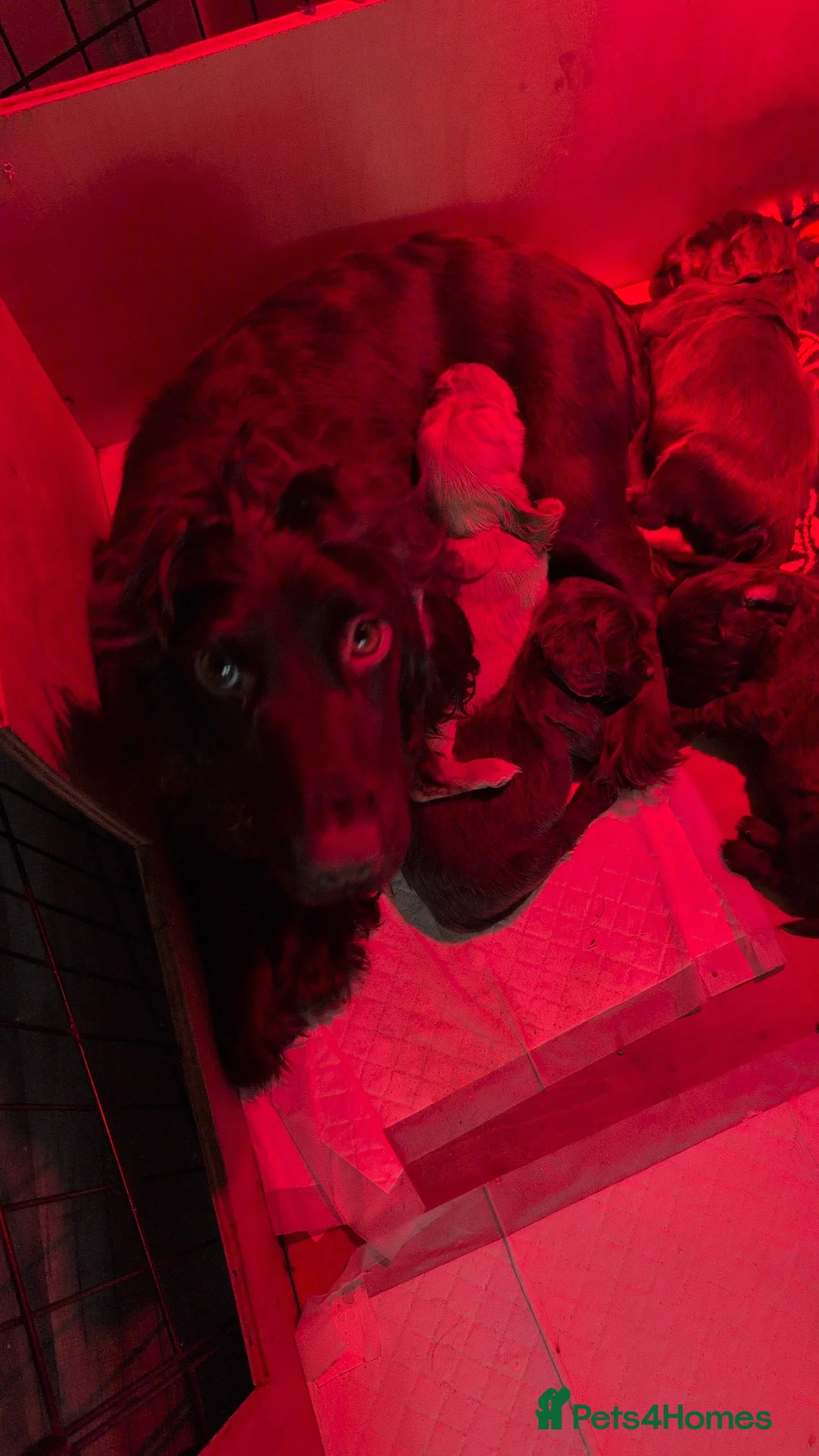 Cocker Spaniel dogs for sale: 2 chocolate male working cocker spaniels - Advert 4