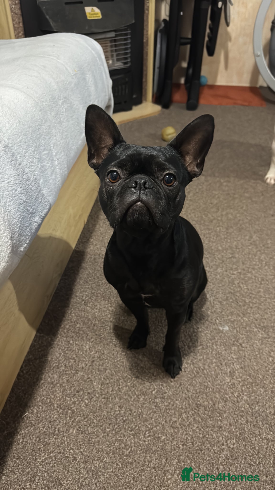 Mixed Breed dogs Rehoming a 2 year old bulldog  - Advert 1