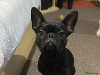 Mixed Breed dogs Rehoming a 2 year old bulldog - Advert 1