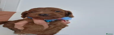 Cockapoo 3