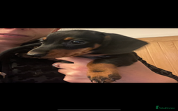 Miniature Dachshund dogs for sale: Just 1 left! KC registered miniature dachshund  - Image 1