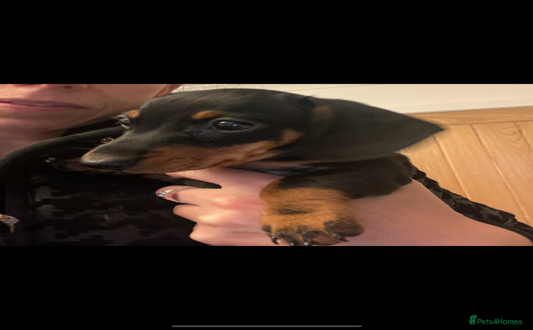 Miniature Dachshund dogs - Advert 1