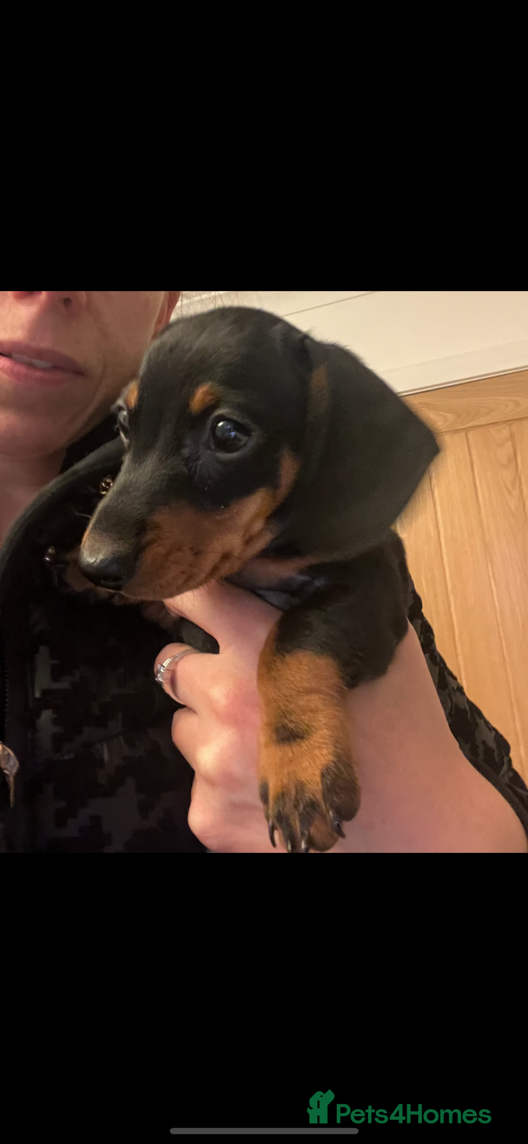 Miniature Dachshund dogs for sale: Just 1 left! KC registered miniature dachshund  - Image 1