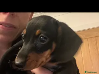 Miniature Dachshund dogs Just 1 left! KC registered miniature dachshund - Advert 1