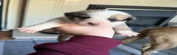 Mixed Breed dogs for sale: Puppies mixed bread  in Stoke-on-Trent - Advert 28