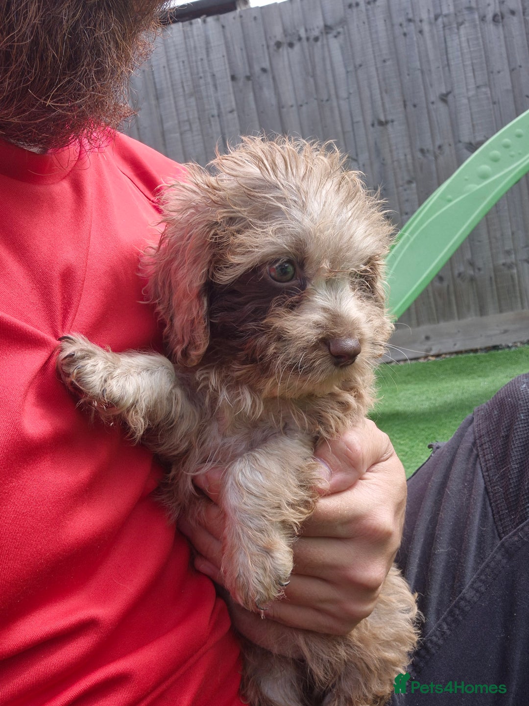 Cockapoo dogs for sale: F1 type cockepoos  - Image 15