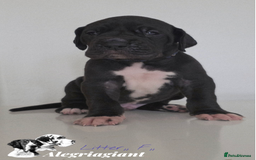 Great Dane dogs for sale: Fabolous Great danes  - Advert 8