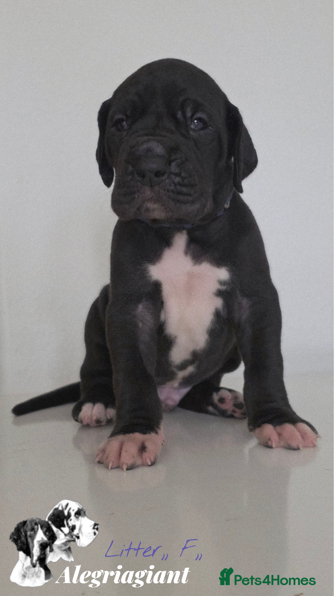 Great Dane dogs for sale: Fabolous Great danes  - Advert 8