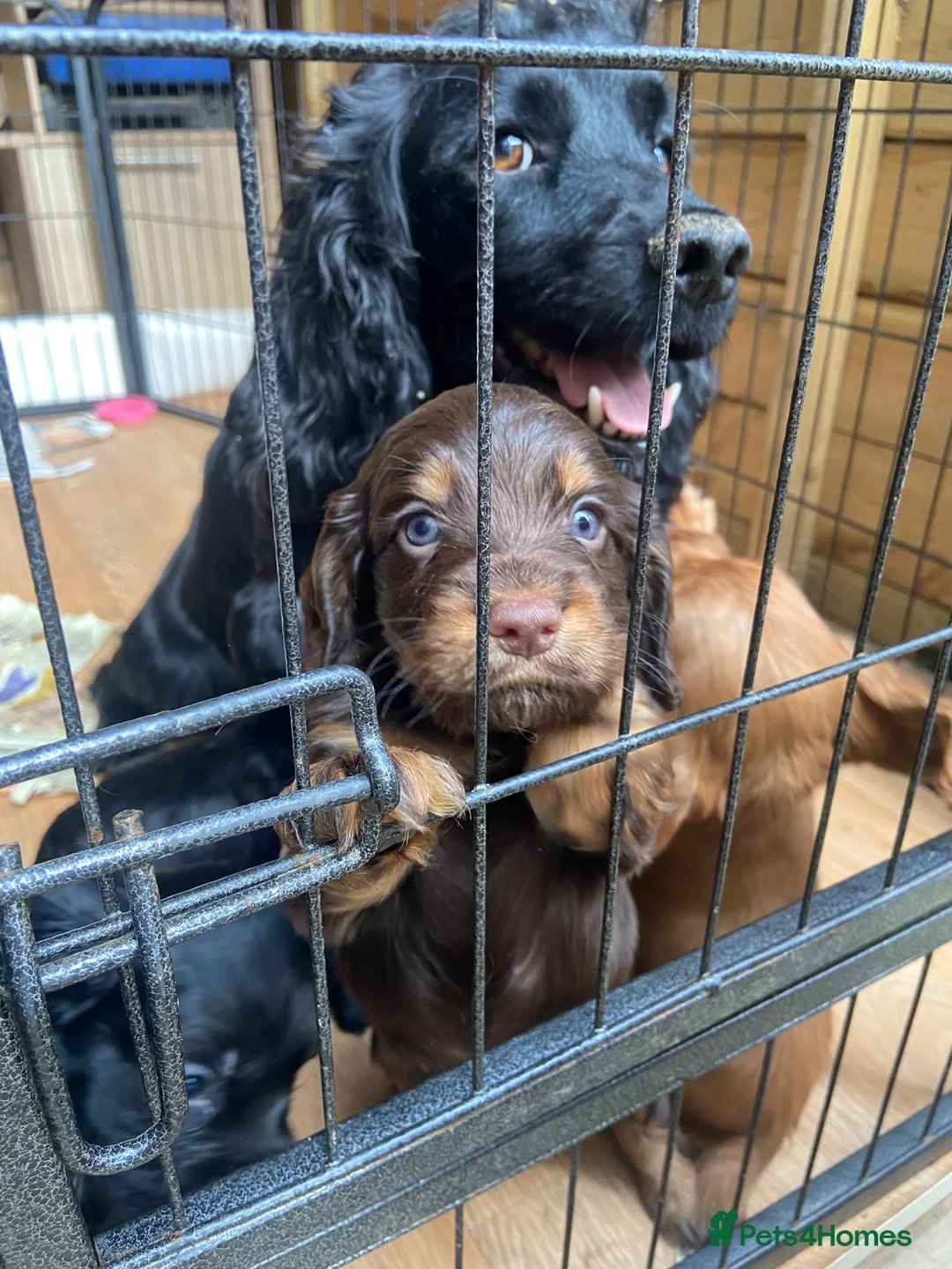 Cocker Spaniel dogs for stud:  A Well Bred, DNA HT KC REG Working Cocker in Tonbridge - Advert 5