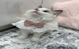Ragdoll cats for sale: Blue Bicolor kittens 😸  - Image 4