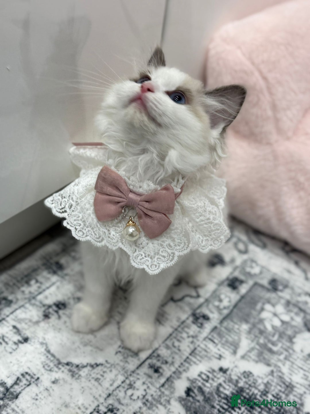 Ragdoll cats for sale: Blue Bicolor kittens 😸  - Image 4
